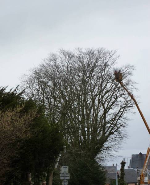 Élagage arbre dangereux par société professionnelle